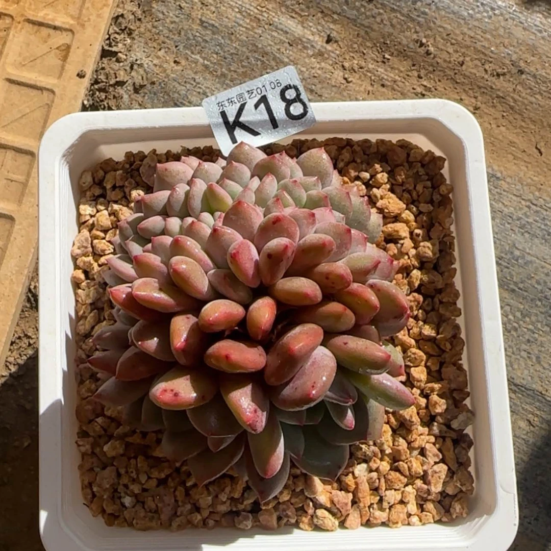 【闪购商品】K18爱丽儿