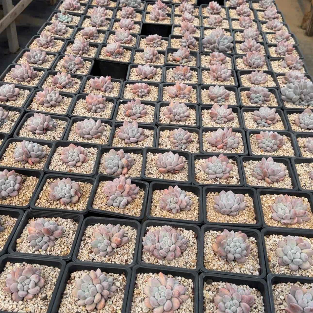 【闪购商品】三颗一组