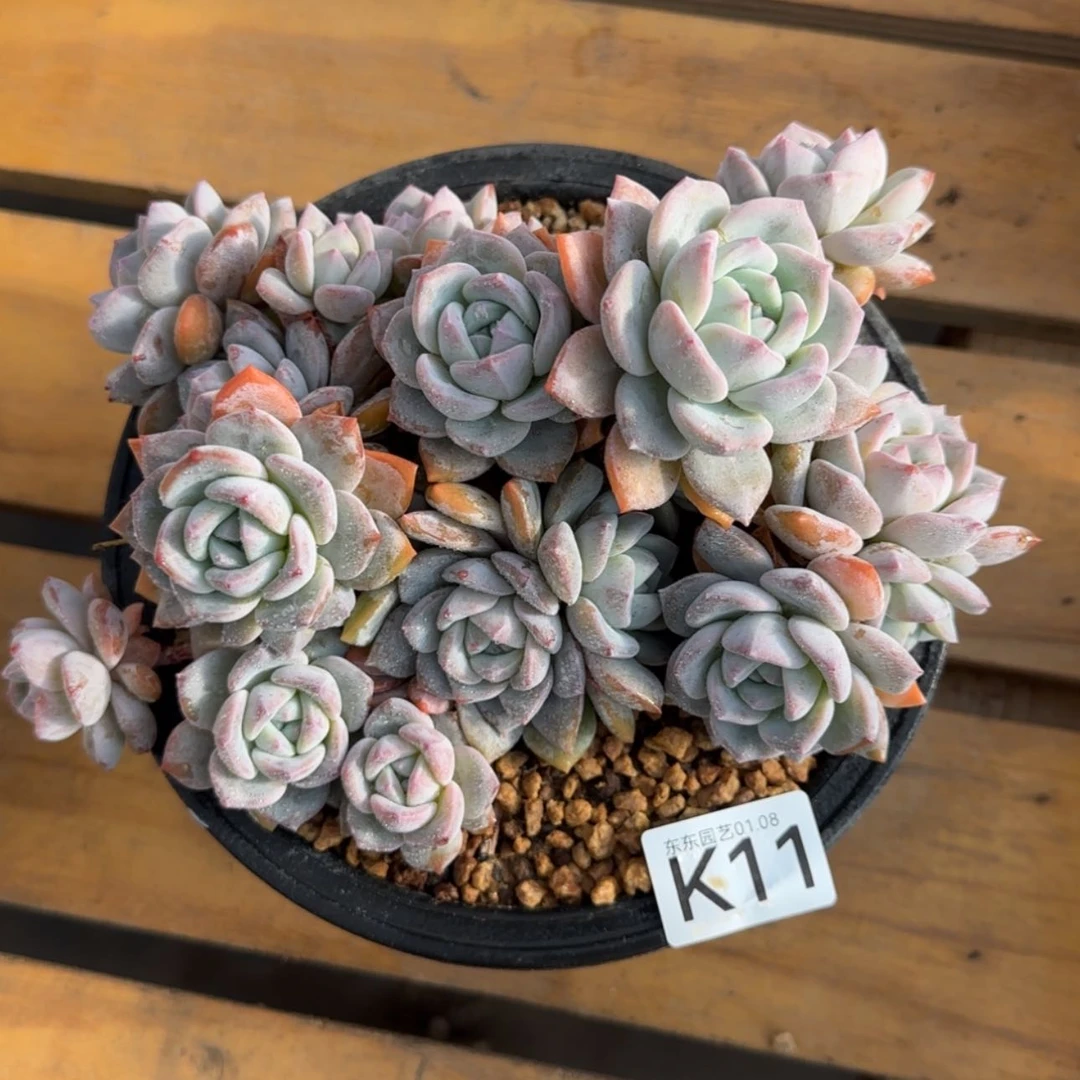 【闪购商品】毛**咪K11