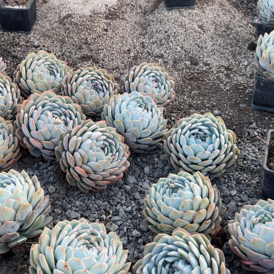 【闪购商品】巨大橙子