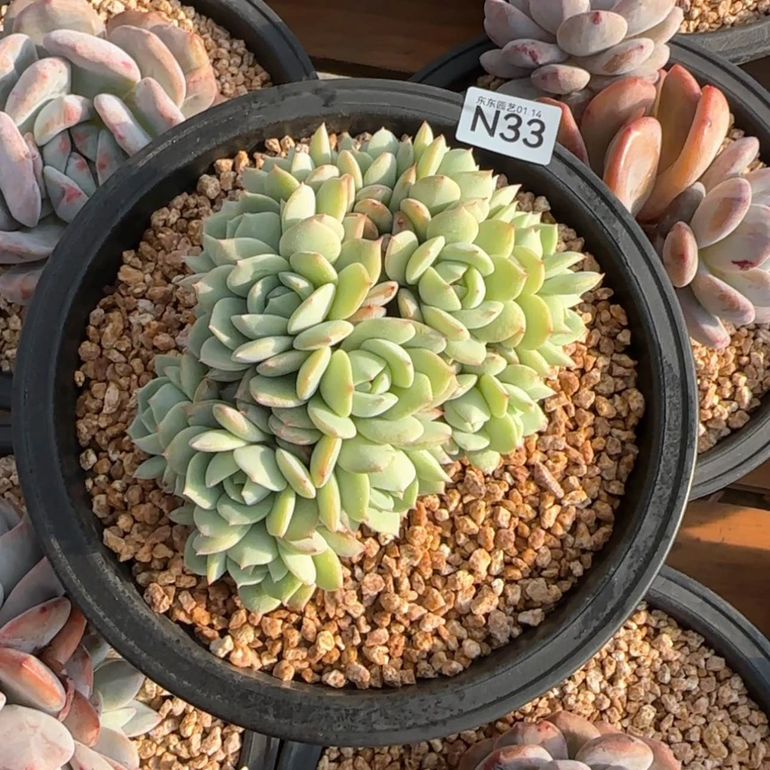 【闪购商品】冻***n 33
