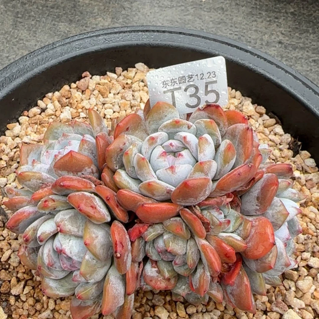 【闪购商品】T35星影