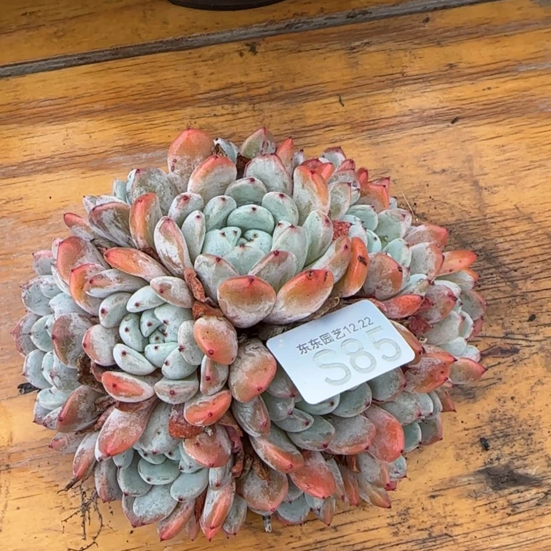 【闪购商品】s85雪爪