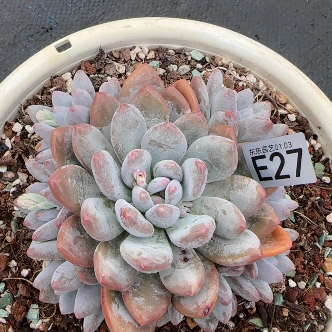 【闪购商品】E27香水