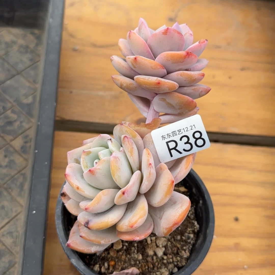【闪购商品】杰R38