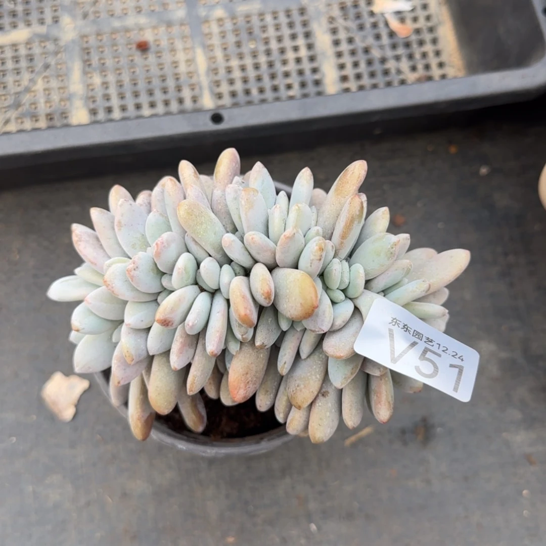 【闪购商品】Z***gv51