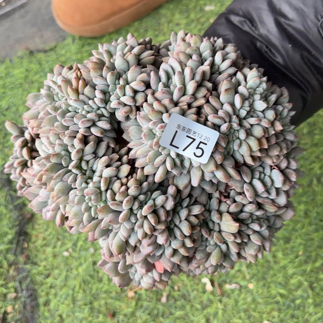 【闪购商品】小****yl75