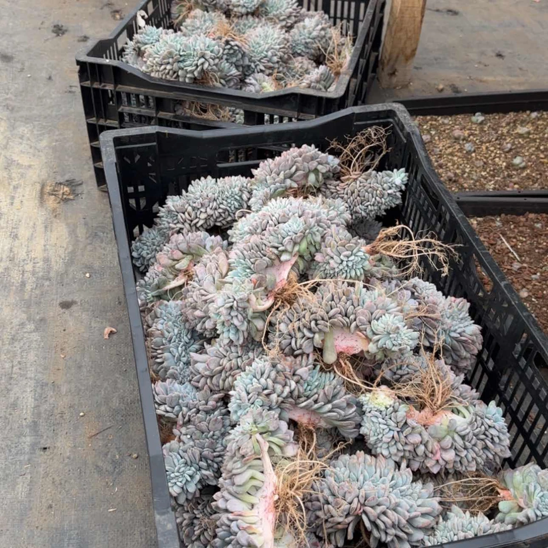 【闪购商品】星影缀88