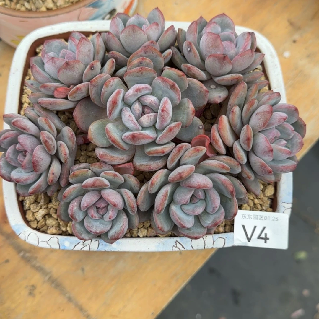【闪购商品】麦*兜v 4