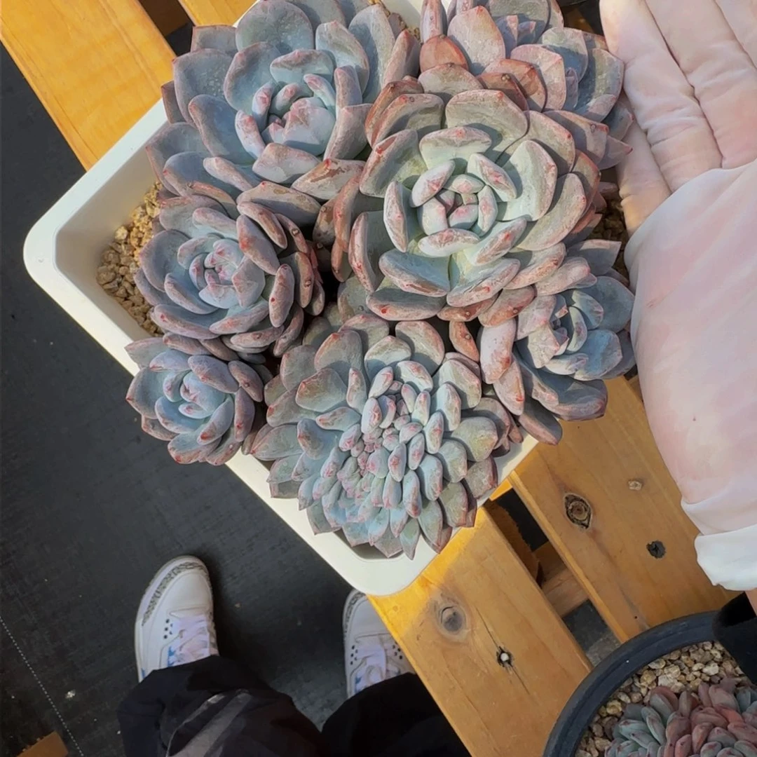 r r r r r r r r r 24