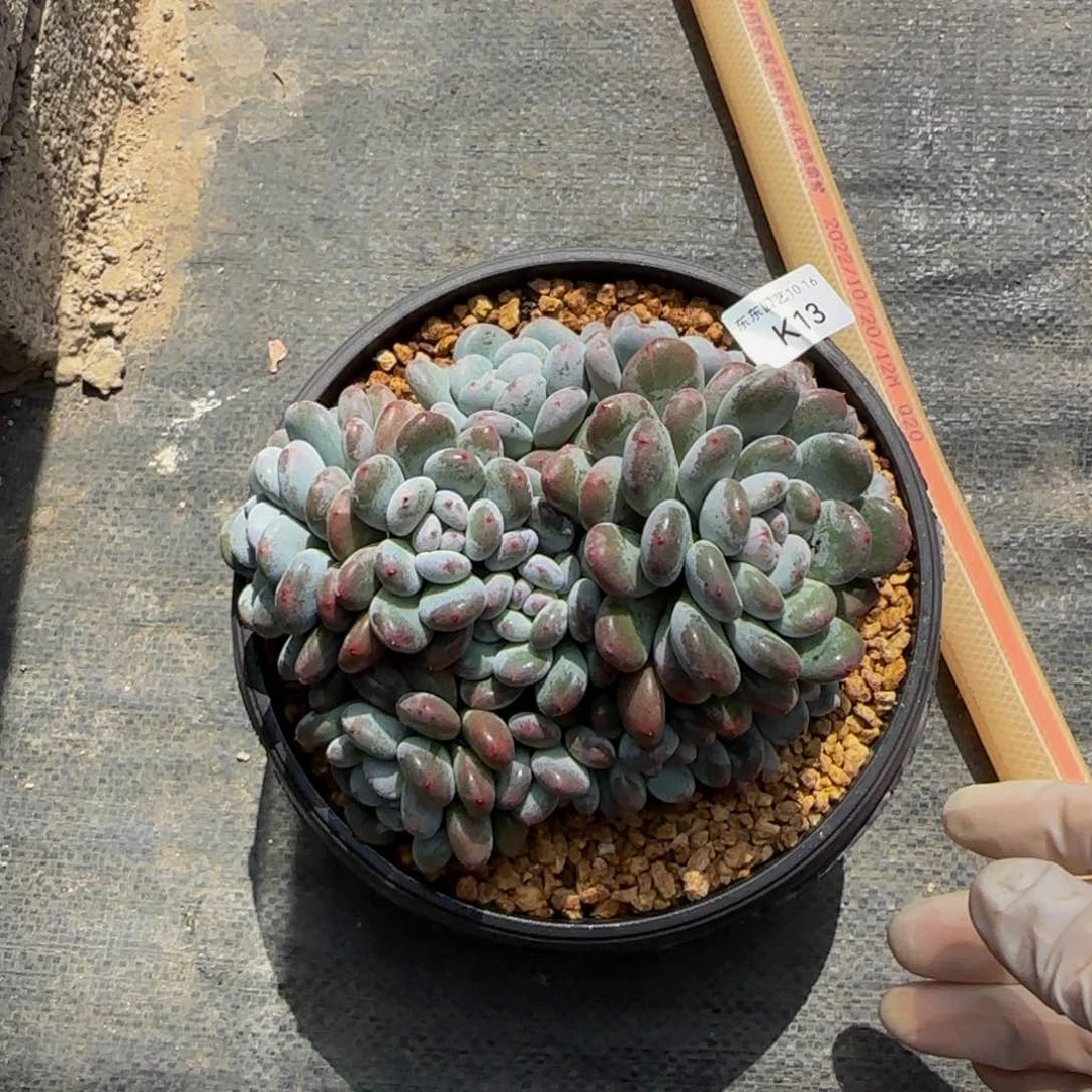 肉****）k k k k k k k k k 13