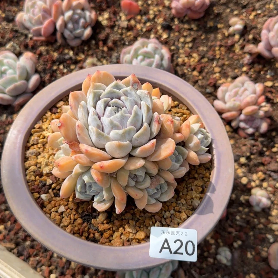 【闪购商品】若****见a 20