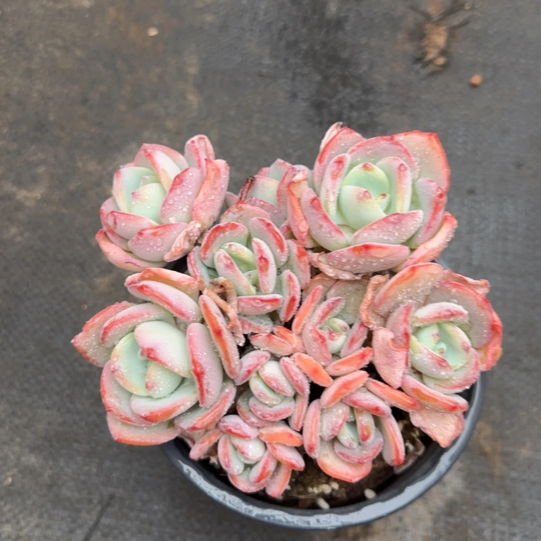 【闪购商品】Y*v62