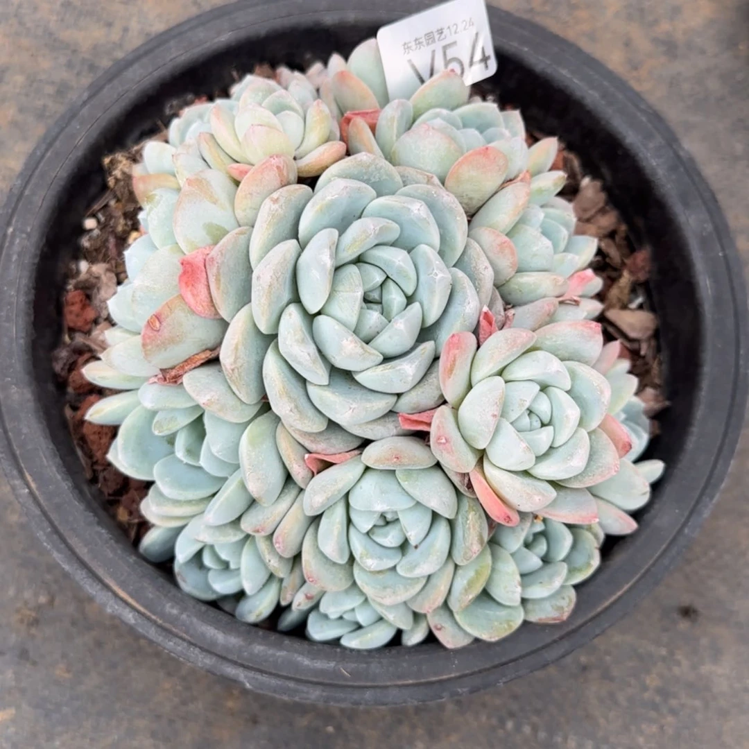 【闪购商品】P*QV54