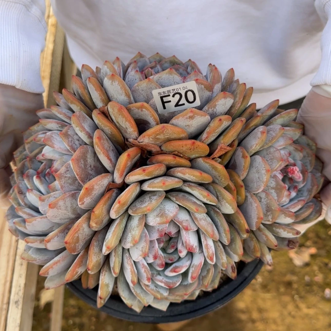 【闪购商品】F20石榴籽