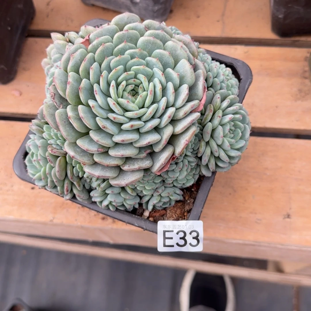 【闪购商品】陌*e 33