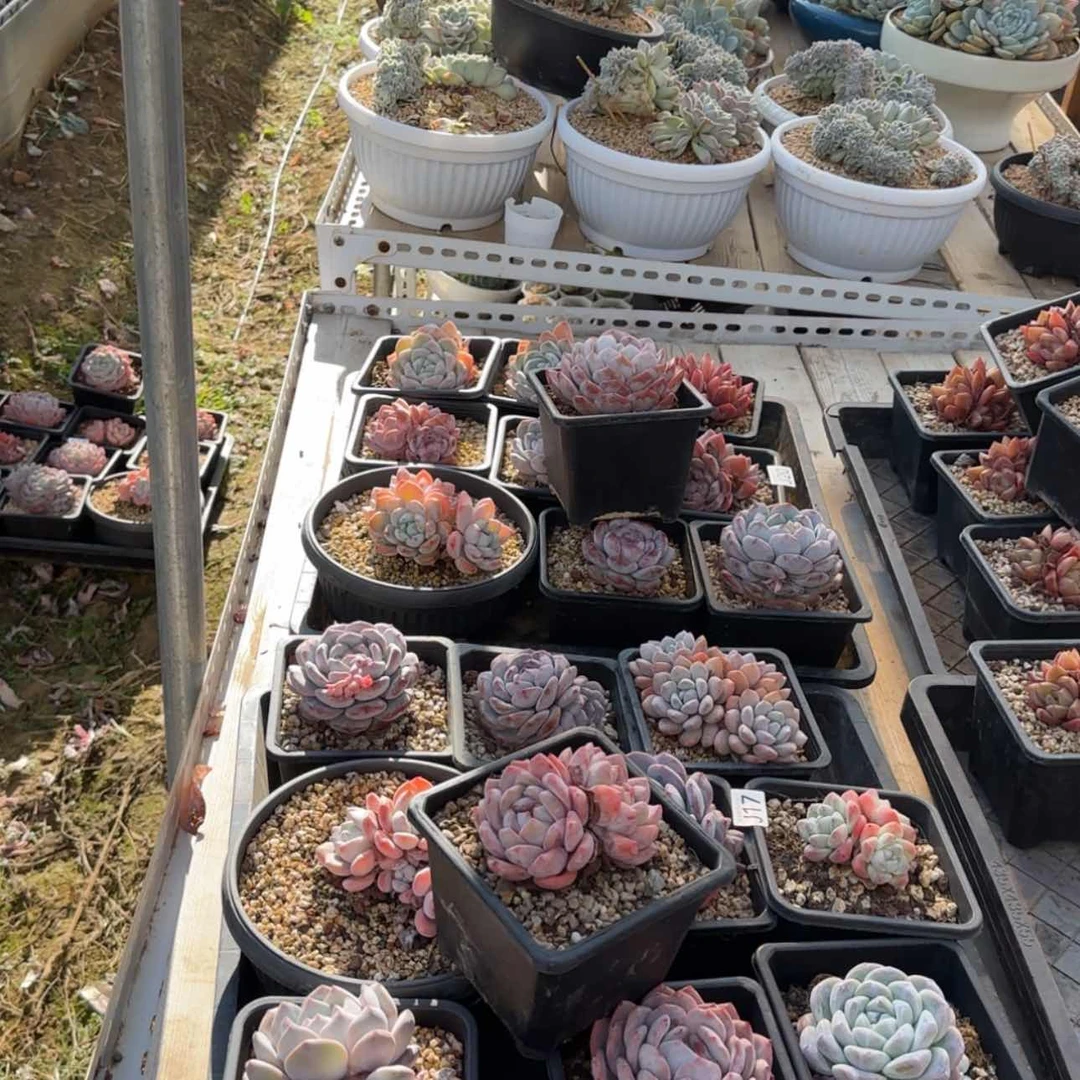 【闪购商品】筐拍量拍