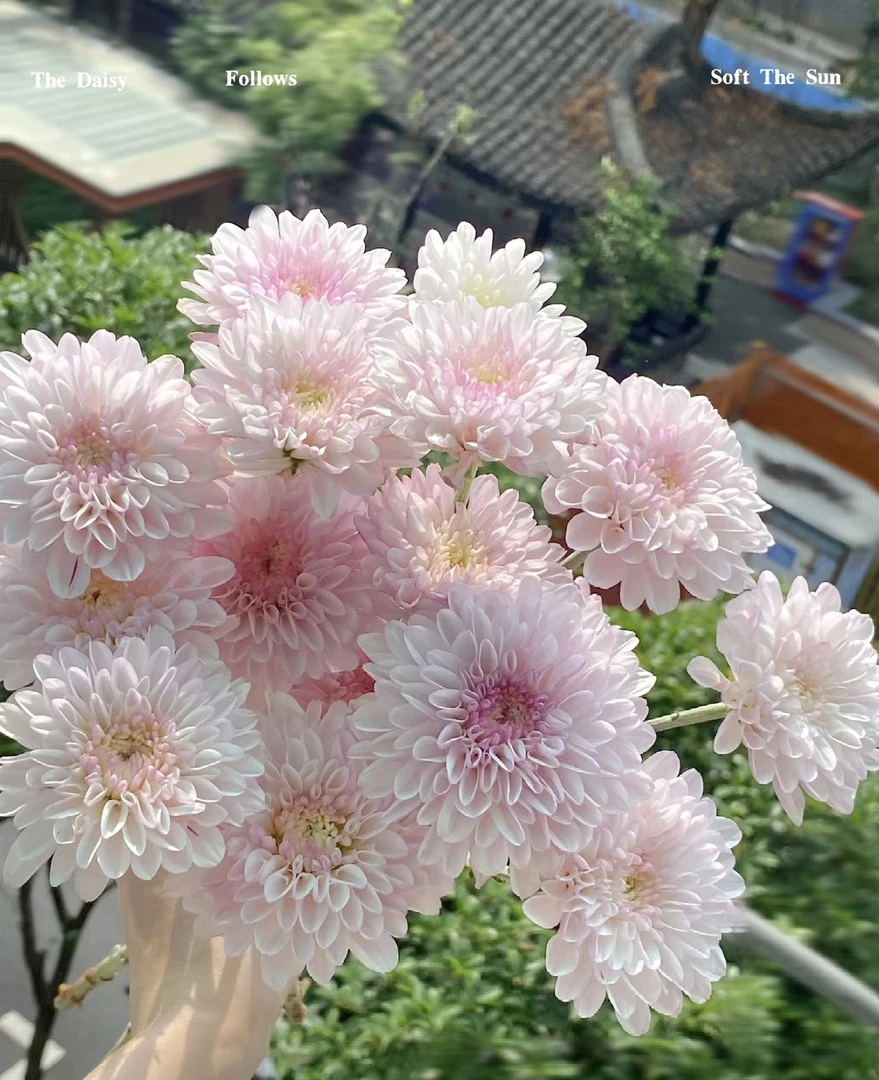 【玖宸花源】小雏菊 两扎  超长瓶插期  家庭瓶插花