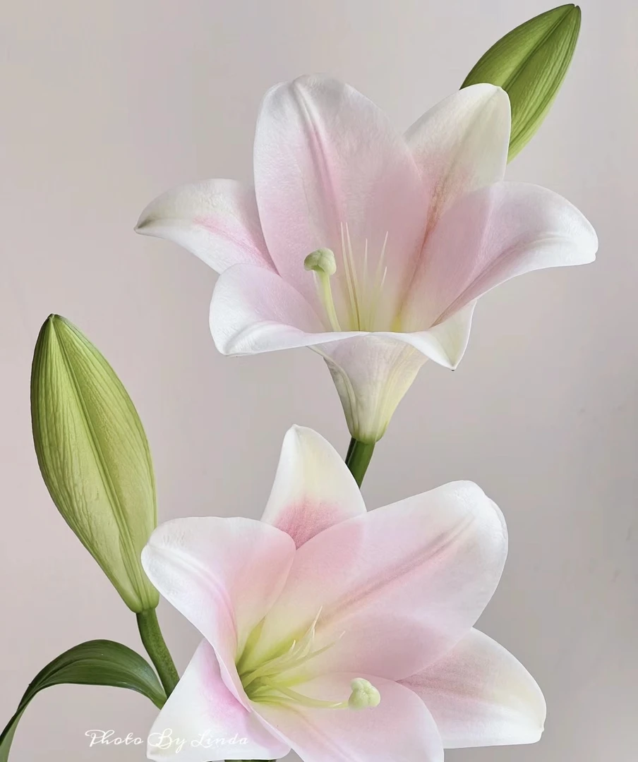 【玖宸花源】粉铁炮百合   家庭瓶插花