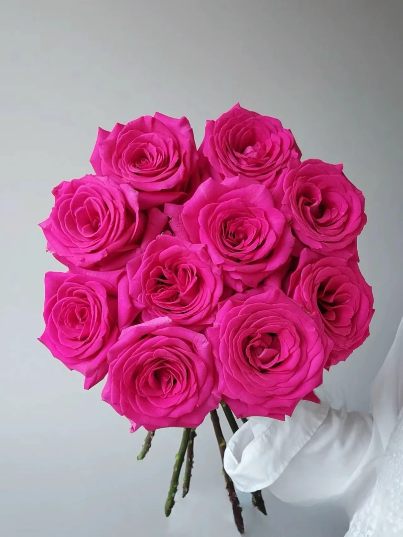 【玖宸花源】弗洛伊德单头玫瑰 超大型花 玫红色 丝绒质感 瓶插花