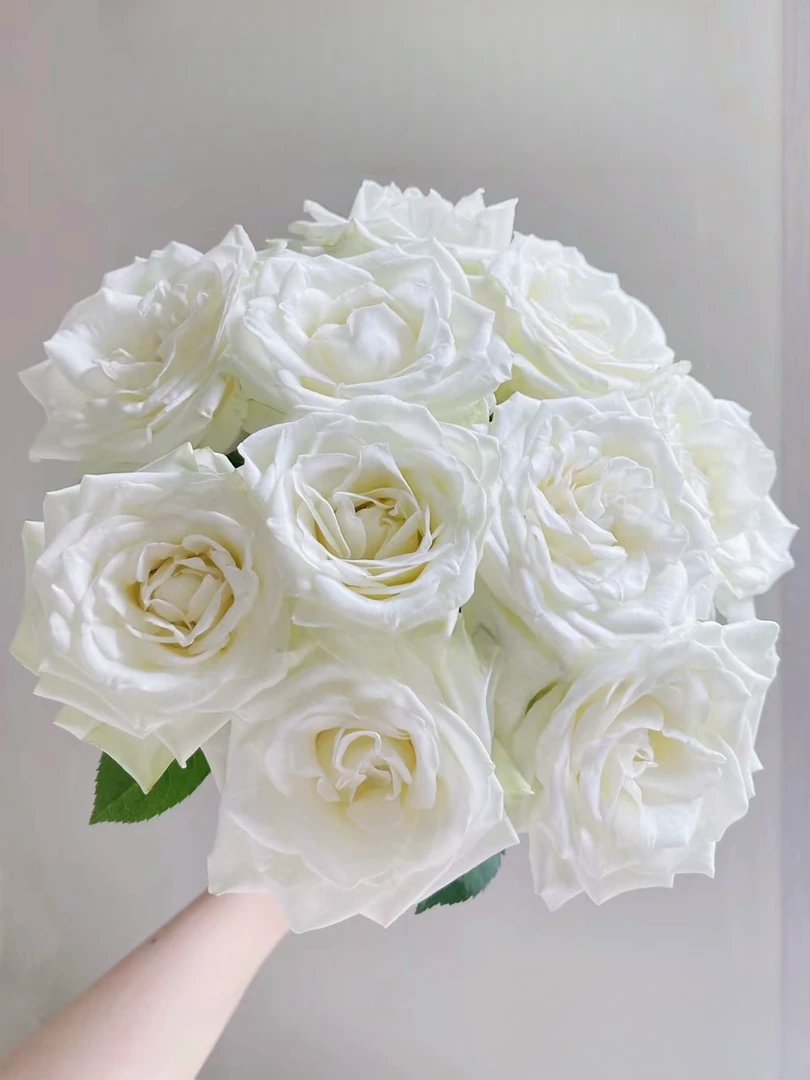 【玖宸花源】江南单头玫瑰 白色花瓣 完美螺旋大花型 家庭瓶插花