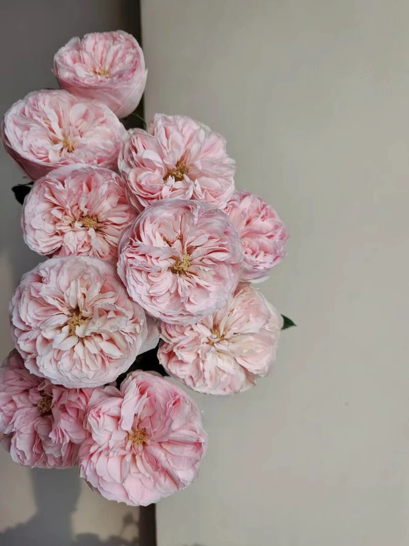 【玖宸花源】酷皮单头玫瑰 珍珠粉 小包子花型 家庭瓶插花