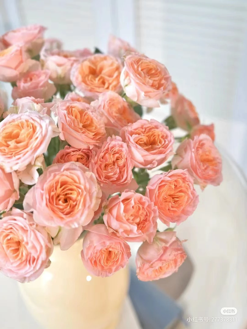 【玖宸花源】米奇多头玫瑰 家庭瓶插花