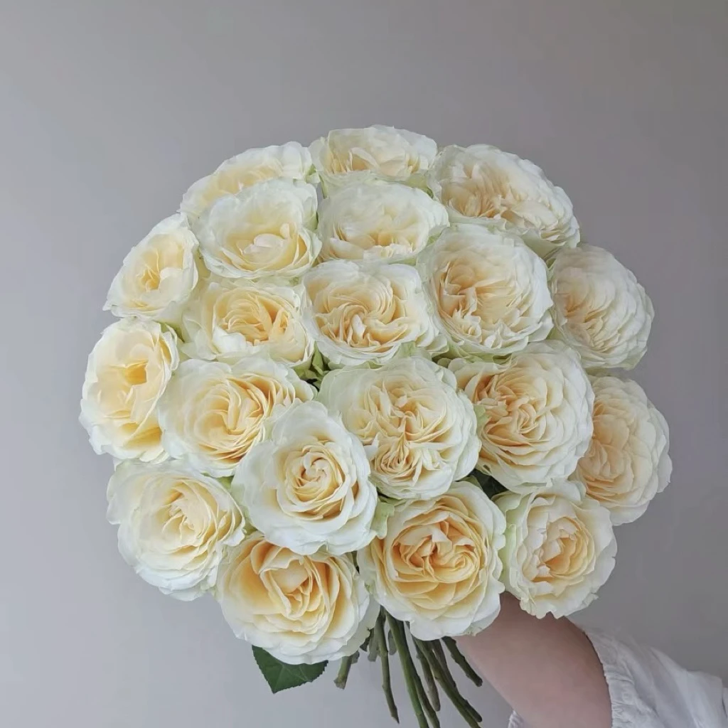 【玖宸花源】奶油杯单头玫瑰 嫩黄渐变色 家庭瓶插花