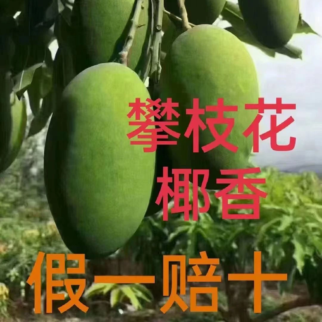 正宗攀枝花椰香芒 新鲜采摘孕妇营养高品质水果净重8斤彩箱装