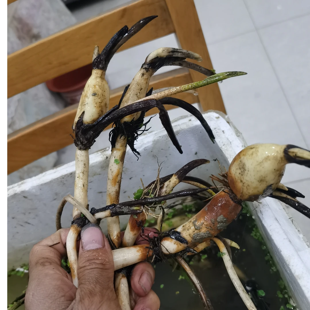 观赏荷花 睡莲 碗莲  直播专用