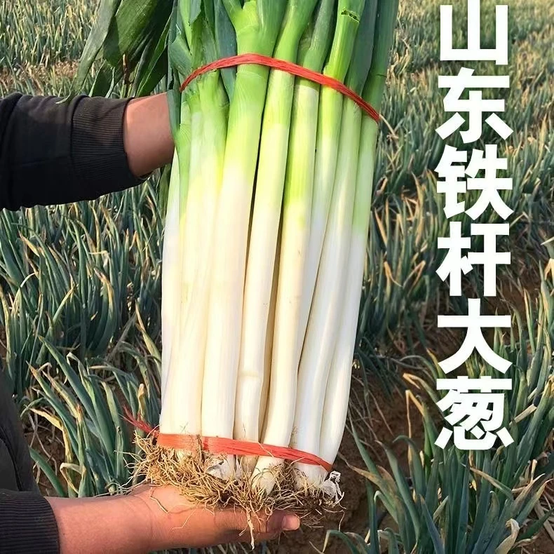 山东大葱新鲜铁杆大葱现挖现发5斤10斤含箱装