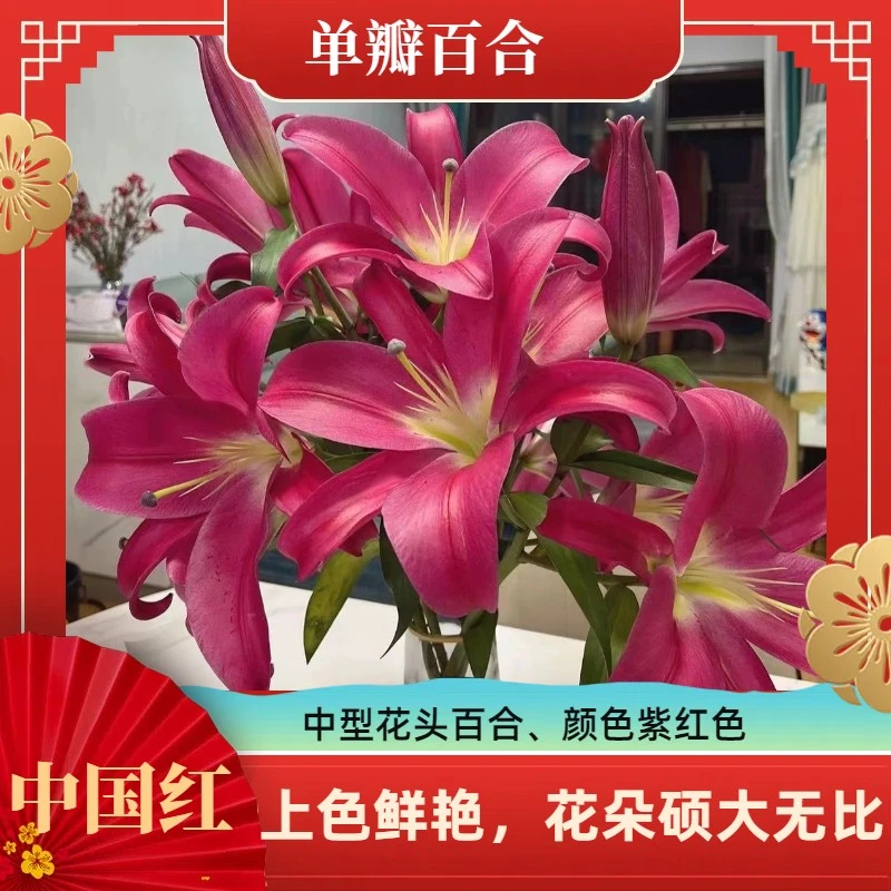 【中国红单瓣百合】香水百合进口水培鲜花高端客厅家居装饰摆件