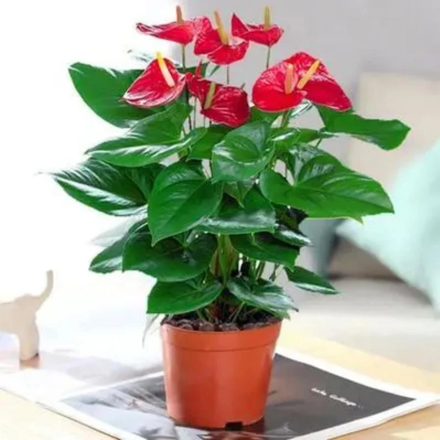 【新人福利】特级红掌6朵花以上四季开花水培植物带花净化空气植物