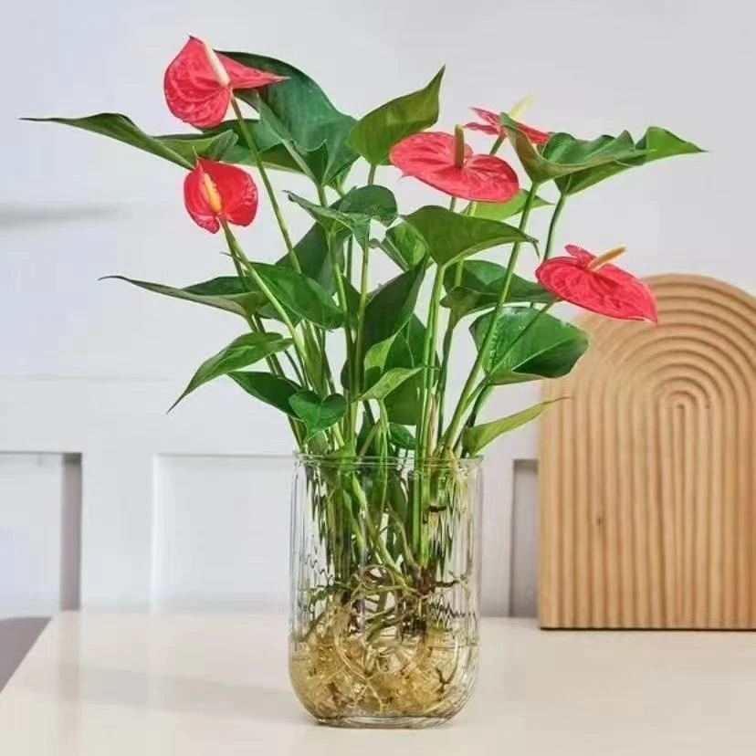 【4到6朵花专属】红掌水培植物带花净化空气植物花卉四季开花绿植