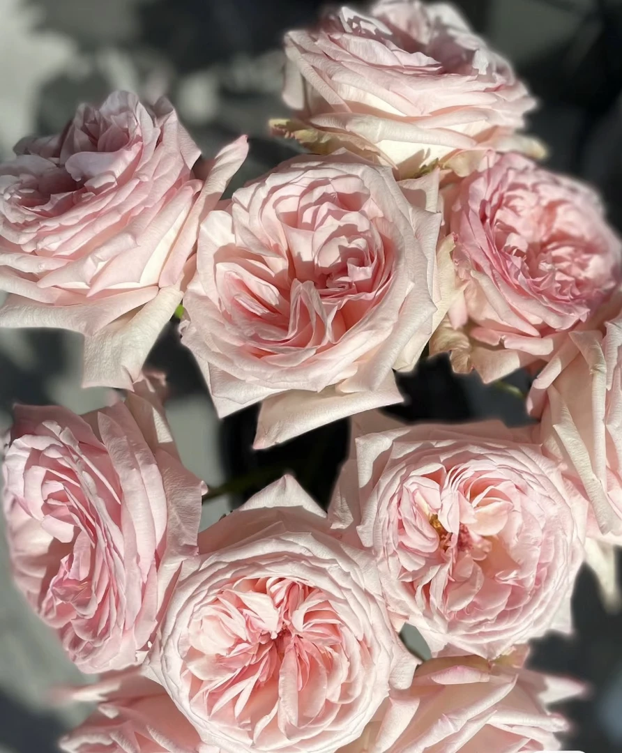 （粉荔枝月季）原盆原土