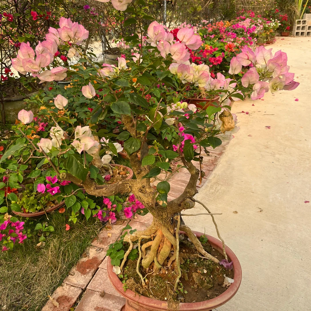 【一物一拍】三角梅原生老桩盆景四季开花