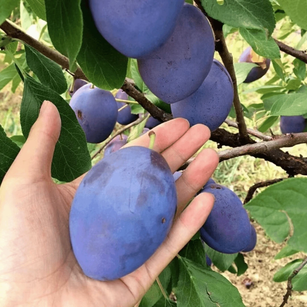 【正宗西梅树苗 】庭院植物盆栽地栽阳台庭院四季种植果树苗