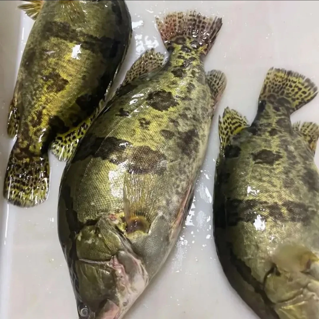 东北冷水鱼鳌花鱼 鲜鱼速冻 顺丰冷链