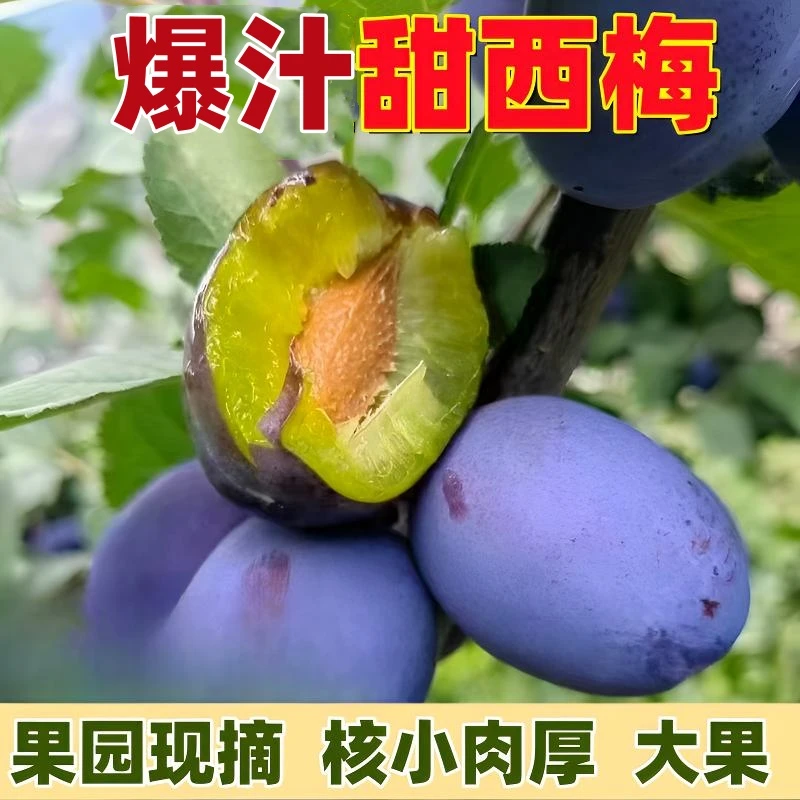 【顺丰】正宗西梅5斤水果新鲜西梅3斤大果蓝蜜孕妇宝宝辅食酸甜多汁