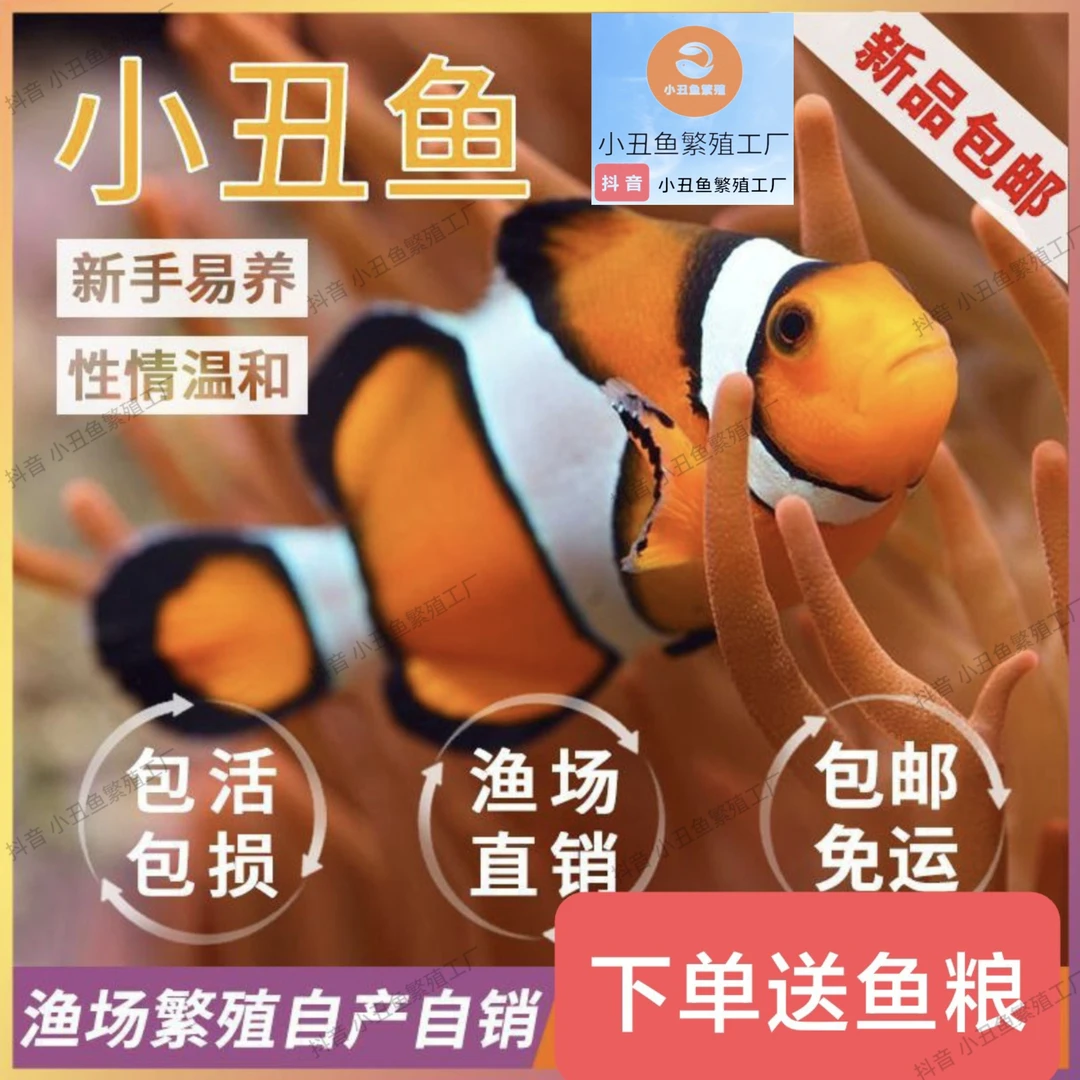 小丑鱼活体鱼尼莫人工海水鱼钻海葵饲养混养奥黑小丑鱼熊猫小丑鱼