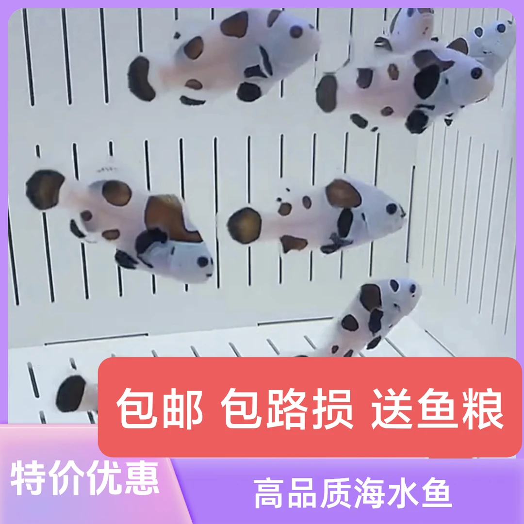 海水鱼观赏鱼小丑鱼尼莫海水活鱼人工奥黑熊猫白金毕加索黑背心