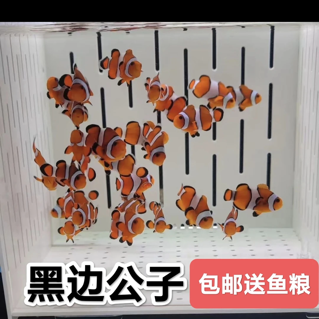 小丑鱼活体养殖尼莫观赏鱼热带小型饲养超萌好物推荐公子小丑鱼