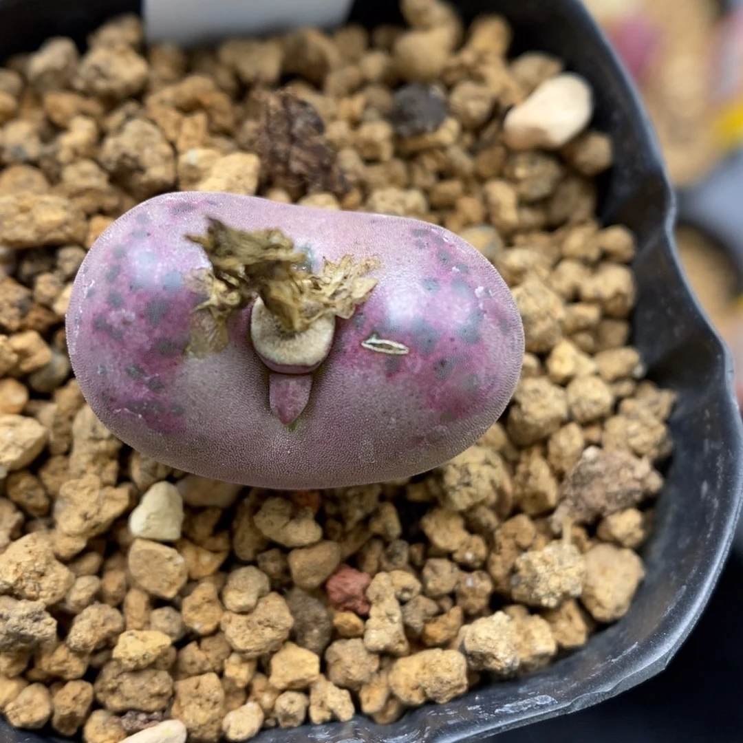 当多肉植物Q-311（1.8）