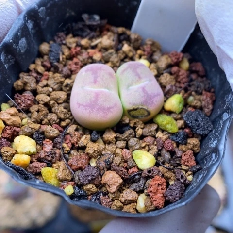 多肉植物Q-007（1.7）伤特