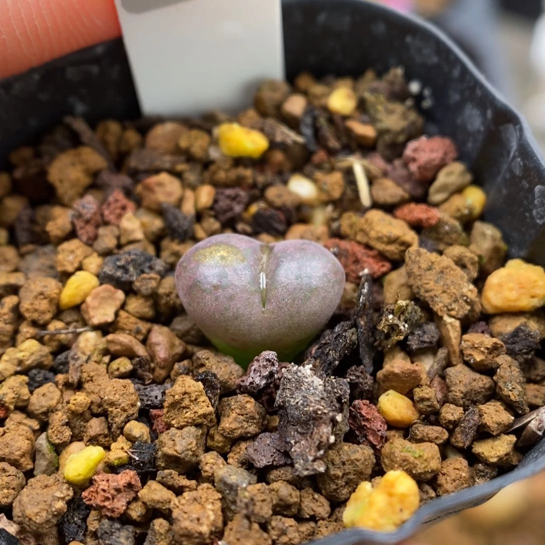 多肉植物Q-479（1.0）风铃杂晒伤福利