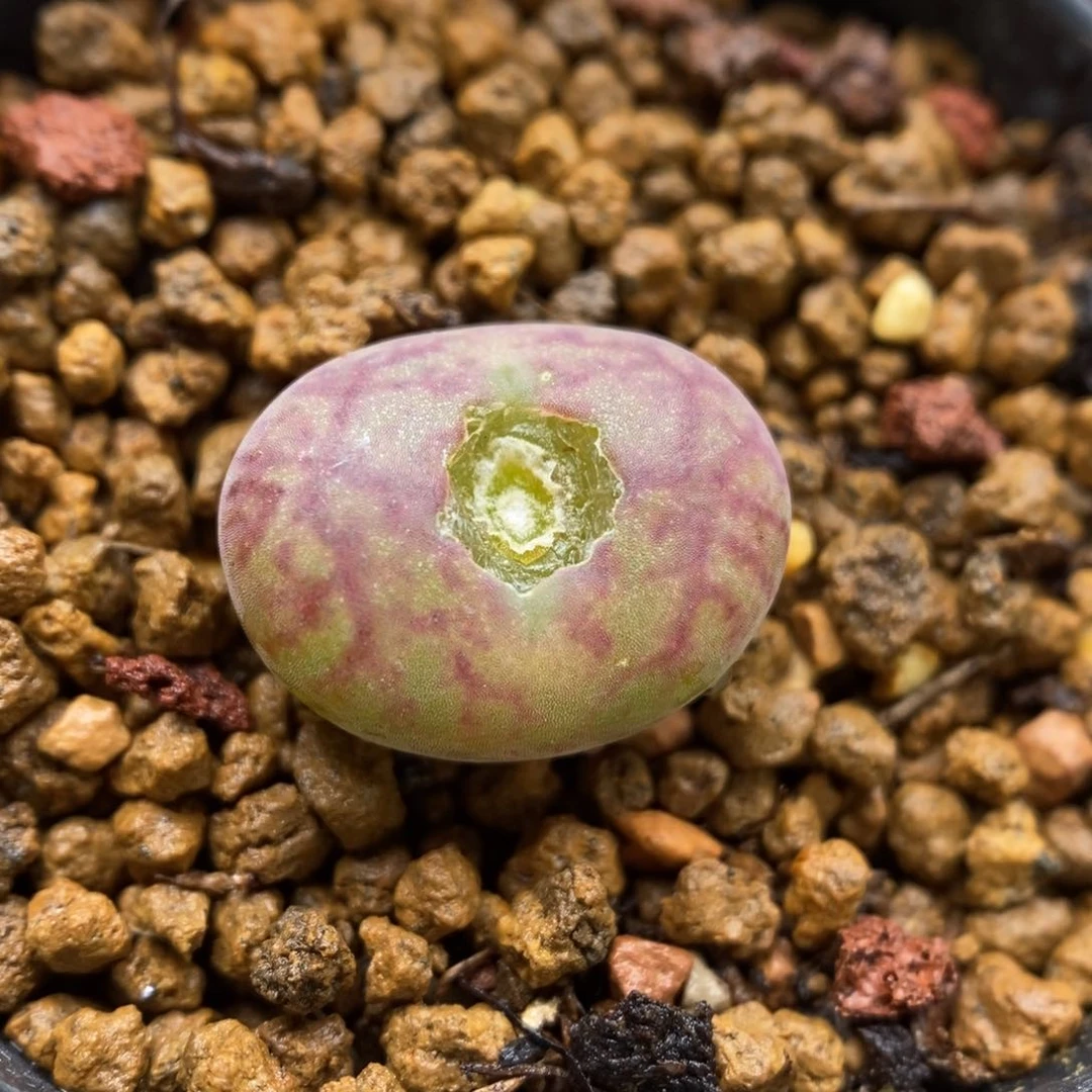 多肉植物Q-389（1.3）墨杂粗纹伤特