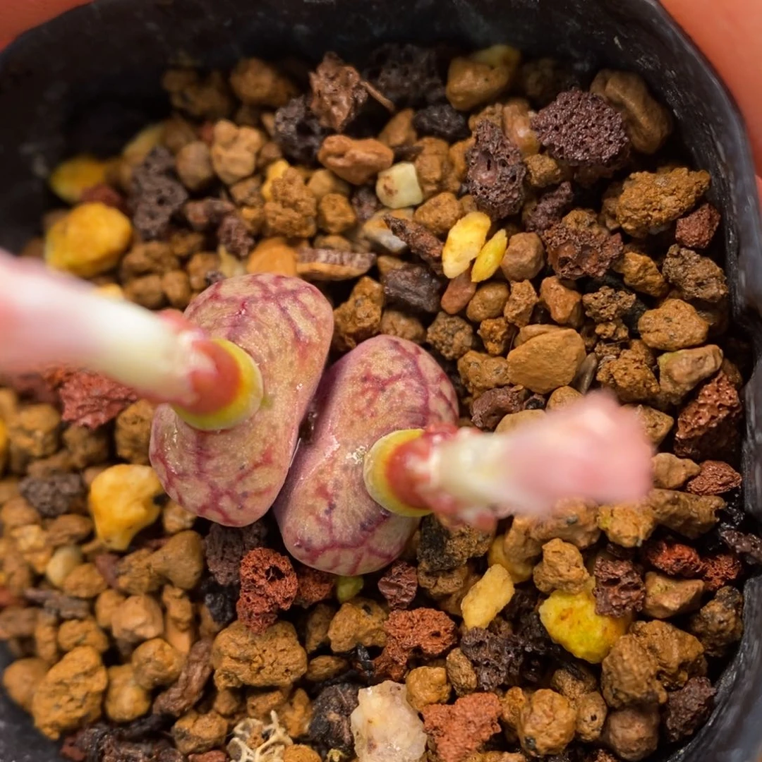 多肉植物Q-787（1.0）毛杂黄皮枝干纹