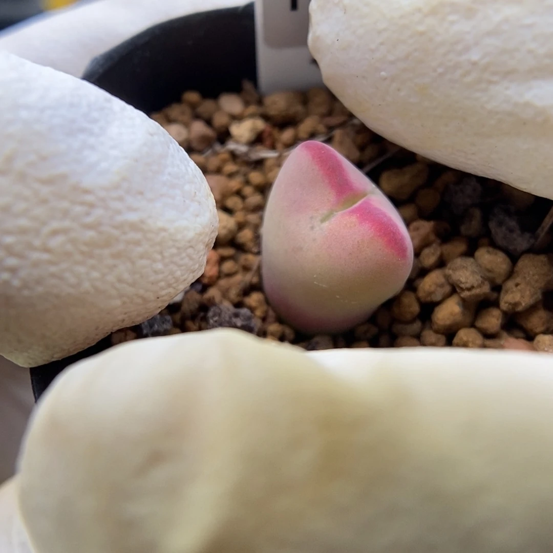 【闪购商品】Q-149（1.1）少将杂