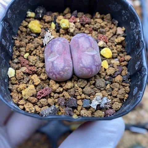 多肉植物Q-635（1.7）