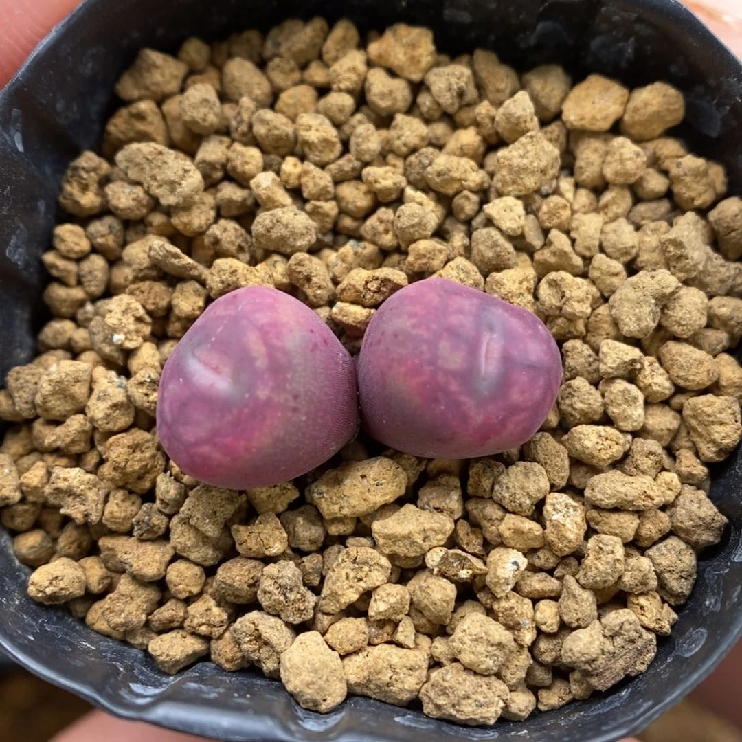 多肉植物Q-258（0.9）墨杂甜甜圈